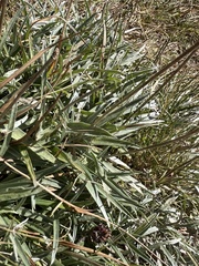 Lomelosia graminifolia, photograph author not stated, no rights reserved