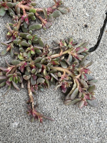 Common Purslane