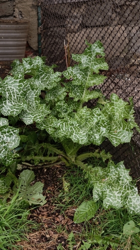milk thistle