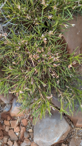 Genista acanthoclada, photograph 5
