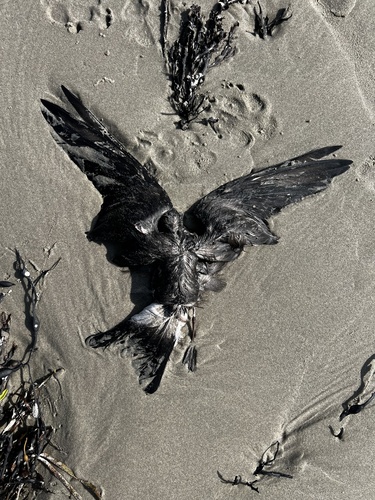 Leach's Storm-Petrel