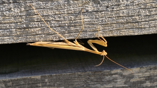 European Mantis
