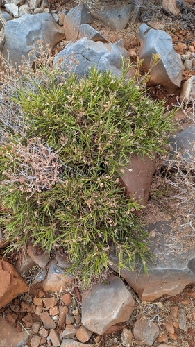Genista acanthoclada, photograph 6