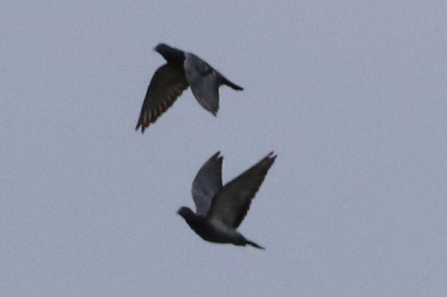 Feral Pigeon