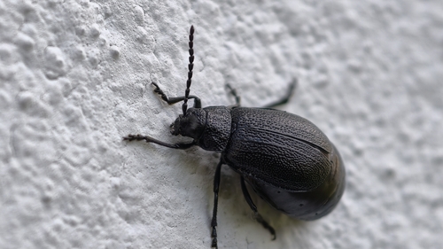 black-punctured leaf beetle