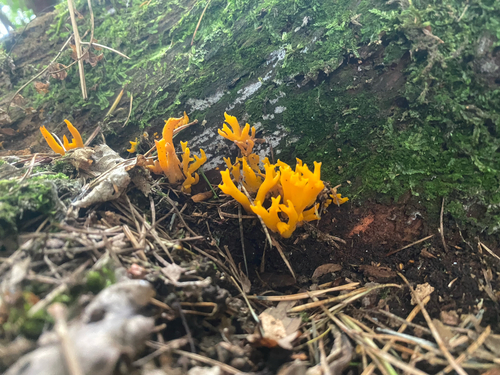 Jelly-antler