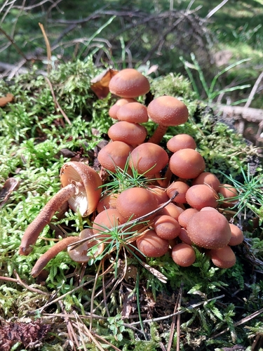 Sheathed Woodtuft
