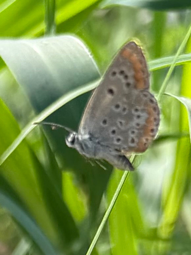 Brown Argus