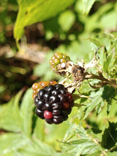 Cutleaf Blackberry