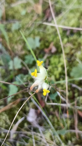 Common Kidney-Vetch