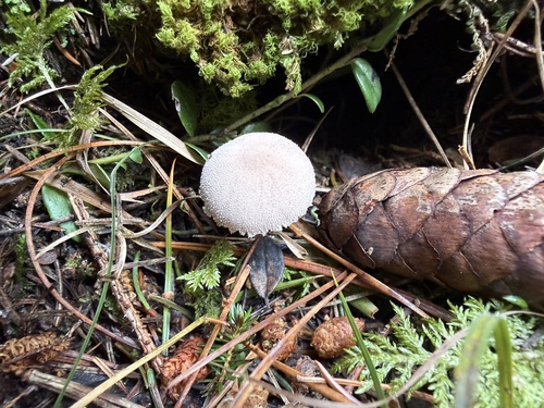 Pearly Powdercap
