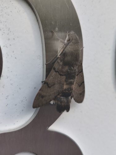 Eurasian Hummingbird Hawkmoth
