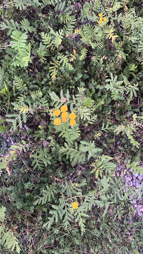 tansy