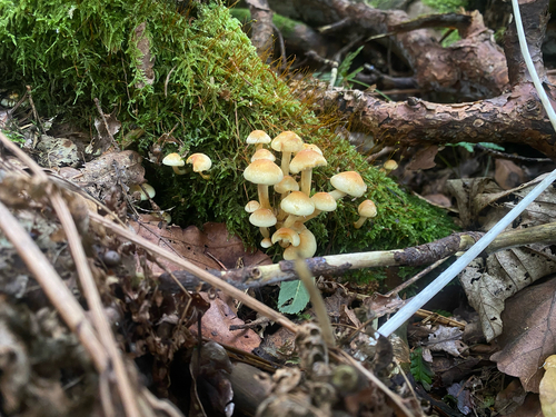 Sulphur Tuft