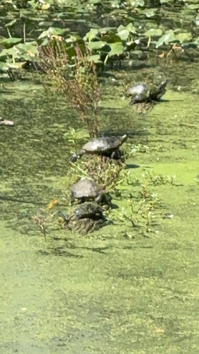 Painted Turtle