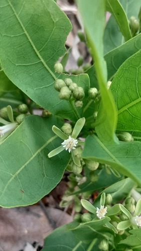 Dichapetalum observed 2026-09-14
