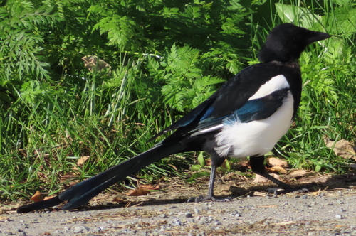 Eurasian Magpie