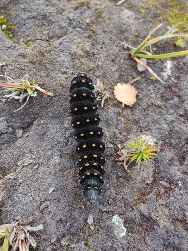 Small Emperor Moth