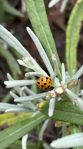 Asian Lady Beetle