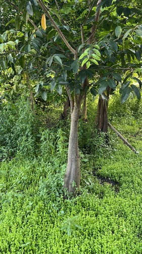 Pterocarpus officinalis observed 2026-09-12