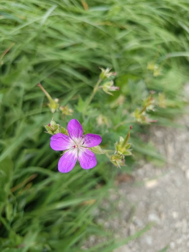 wood crane's-bill