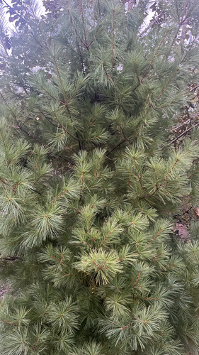eastern white pine