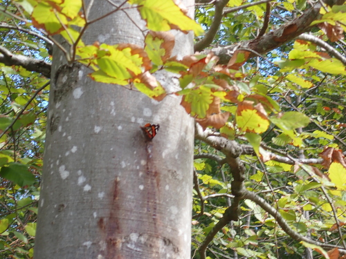 Red Admiral