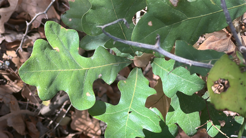 post oak