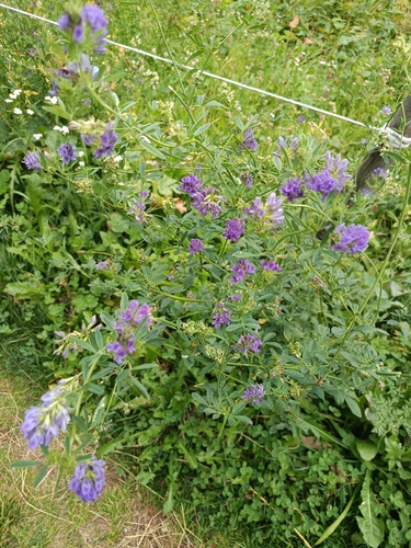 Alfalfa