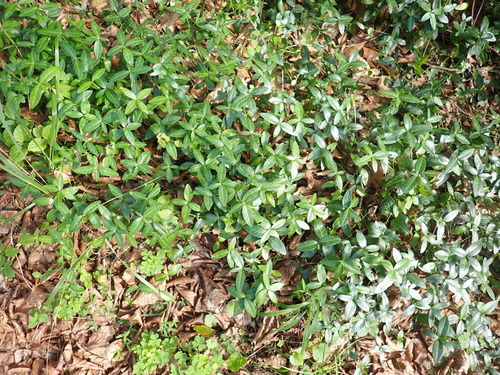 lesser periwinkle