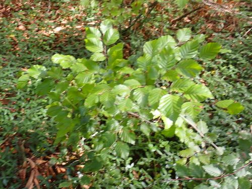 European beech