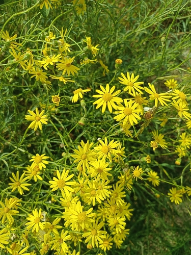 Narrow-leaved Ragwort
