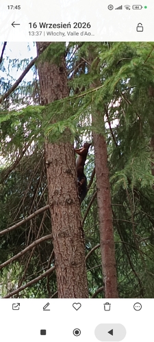 Eurasian Red Squirrel