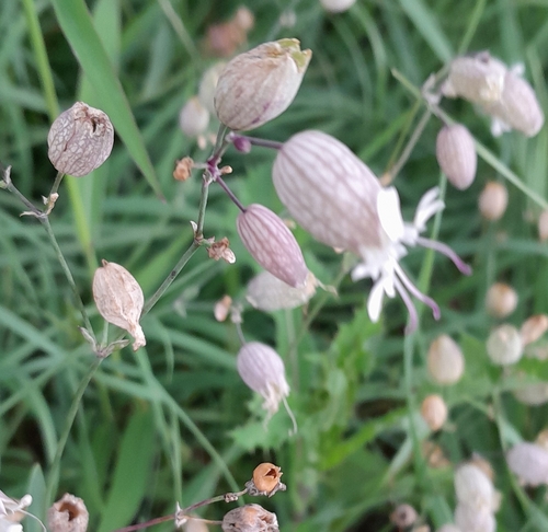 bladder campion