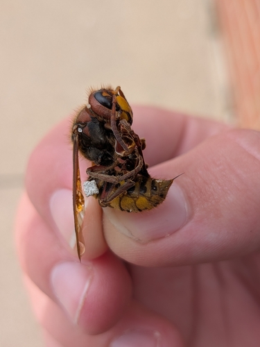 European Hornet