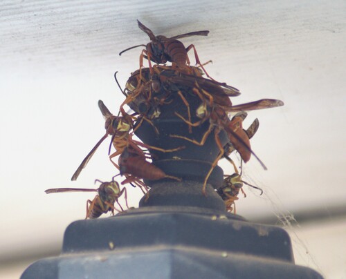 Coarse-backed Red Paper Wasp