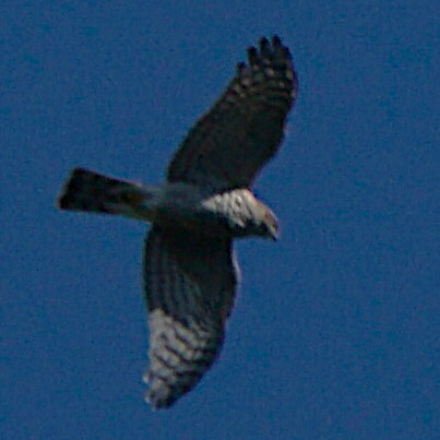 Eurasian Sparrowhawk