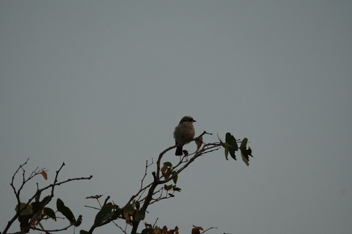 White-browed Sparrow-Weaver