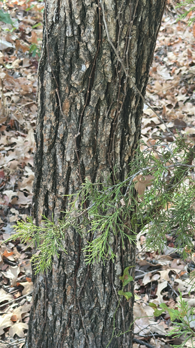 eastern redcedar