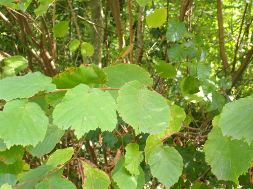 common hazel