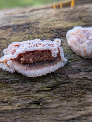 Trembling Crust