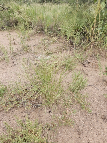 Aristida ternipes, 2026-09-16