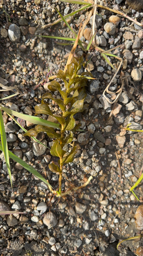 Richardson's pondweed