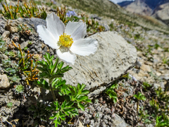 Eriocapitella rupicola