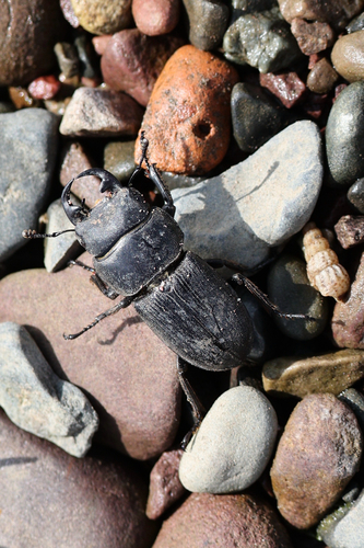 Dorcus hirticornis hirticornis