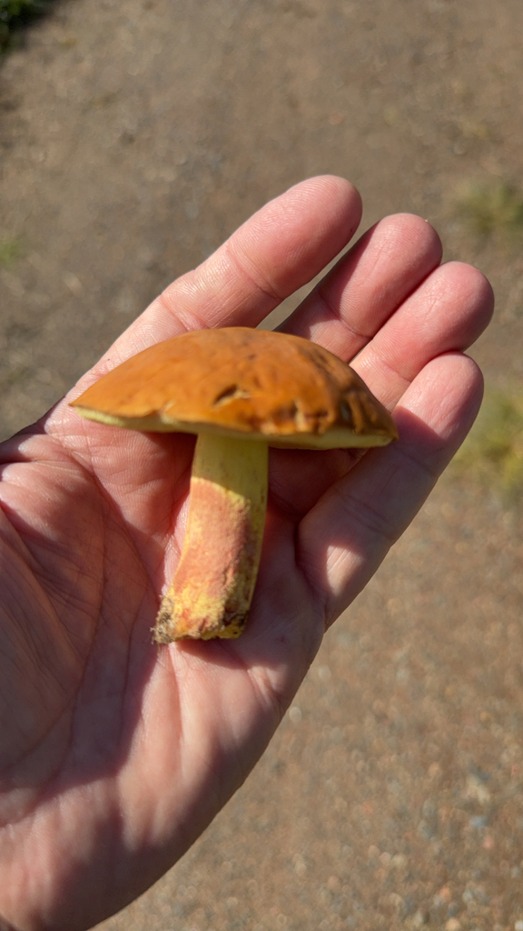 Smoothish-stemmed bolete · September 2026 · photo: Photo: (c) Alan Wolf, some rights reserved (CC BY-SA) · iNaturalist