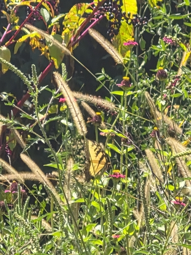 Eastern Tiger Swallowtail