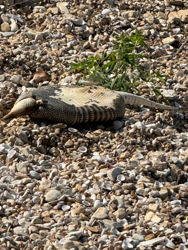 Mexican Long-nosed Armadillo