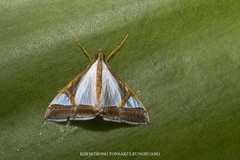 Agrioglypta eurytusalis