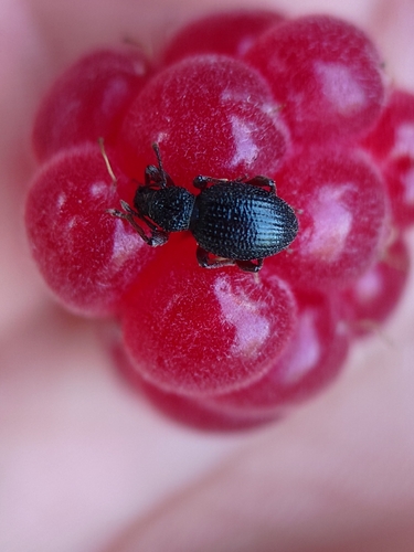 Strawberry Root Weevil